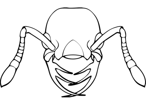 Marvelous Ant Coloring Page